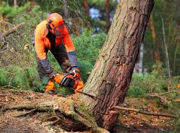 Trusted Marienville, PA  Tree Services Experts