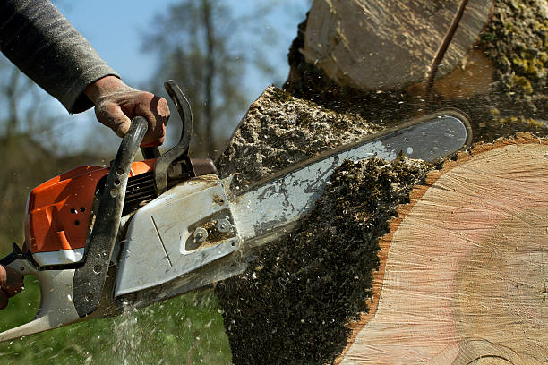 Lawn Grading and Leveling in Marienville, PA